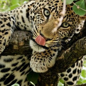 Afrique du Sud Sauvage : Noël sur la terre des lions