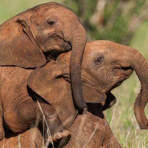 Kenya Sauvage : Sur la terre des girafes